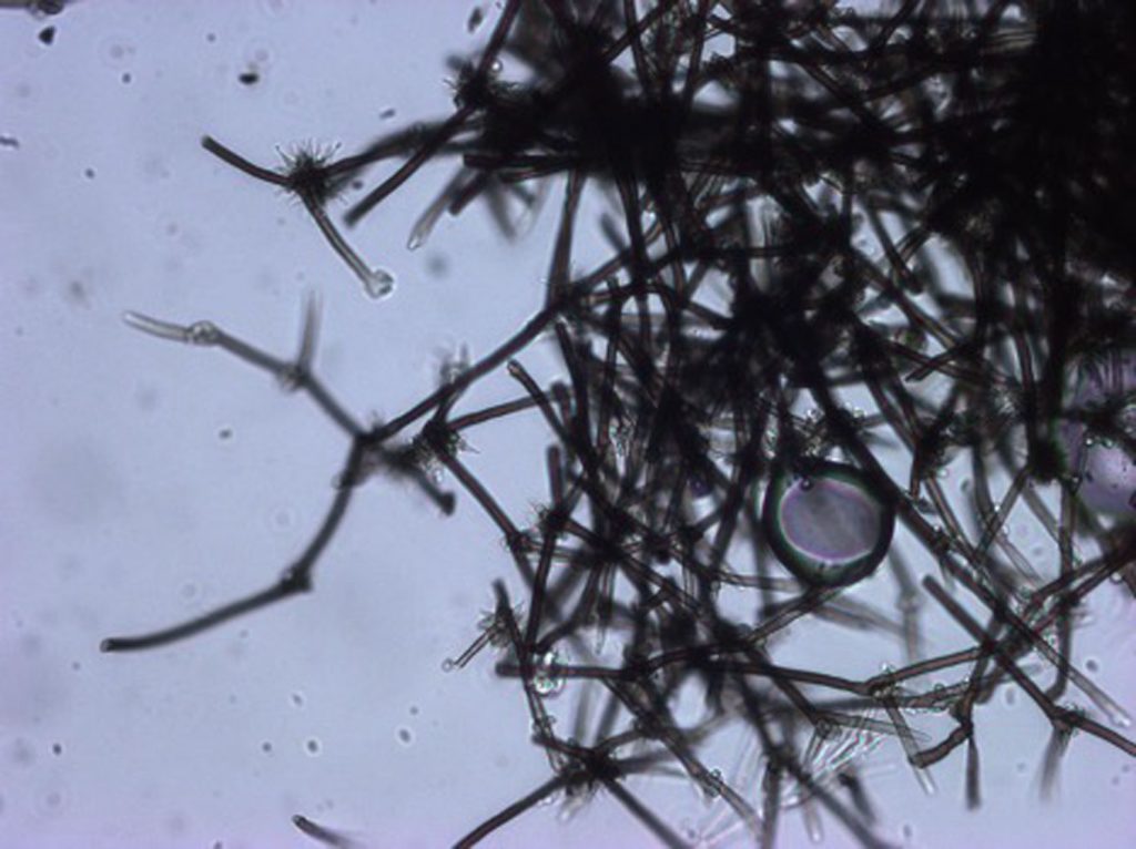 Gonytrichum caesium