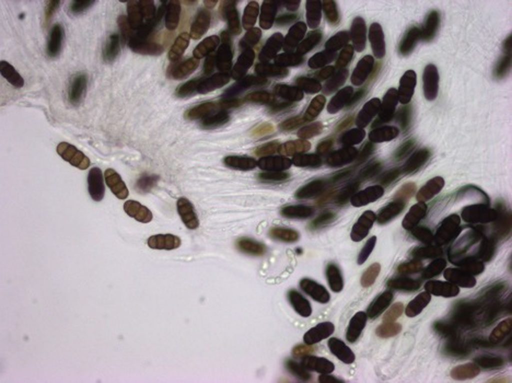 Thyridaria cf maculans